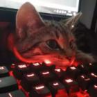 Avatar utilizator